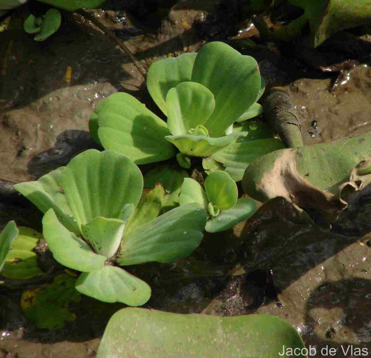 Pistia stratiotes L.
